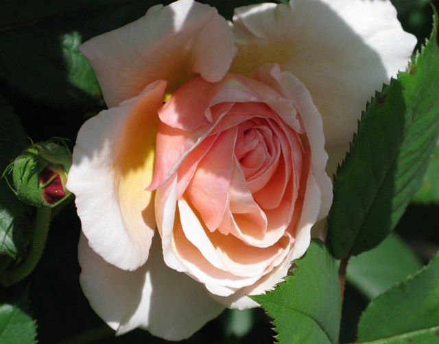  photo AShropshireLadatfiloliIMG_0924_zpsd10bdc5a.jpg